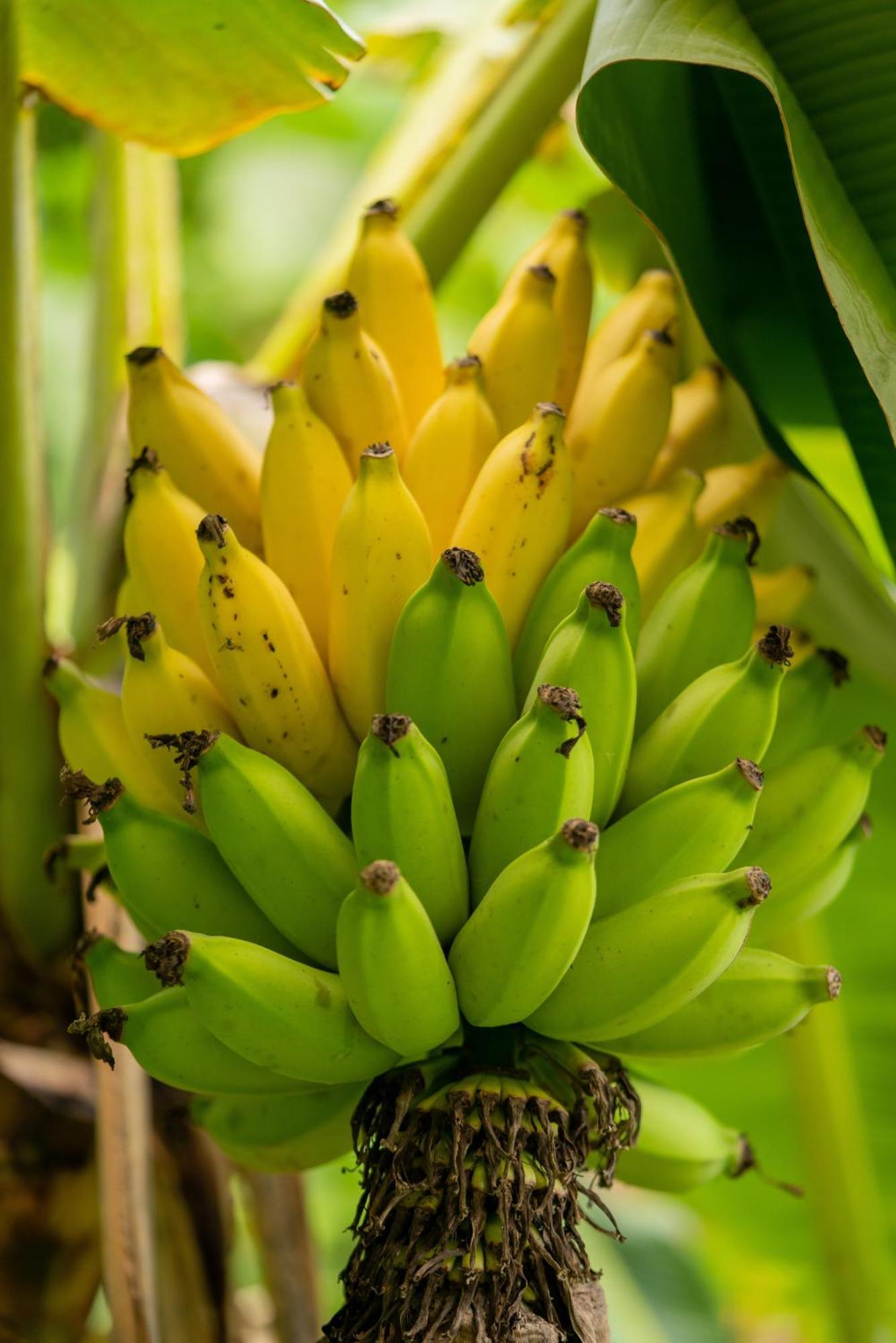 Jungle Haven Ocean Front Eco Villa On Fruit Farm Pahoa 外观 照片