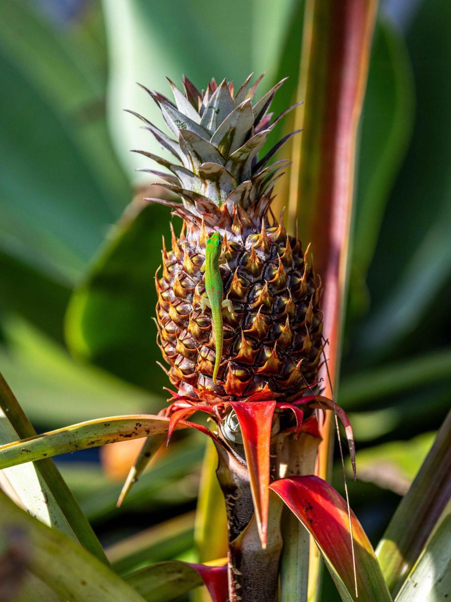 Jungle Haven Ocean Front Eco Villa On Fruit Farm Pahoa 外观 照片